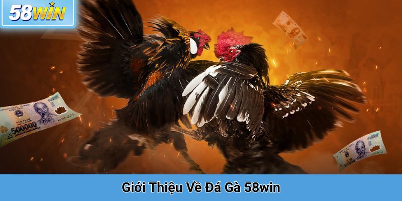 Giới Thiệu Về Đá Gà 58win